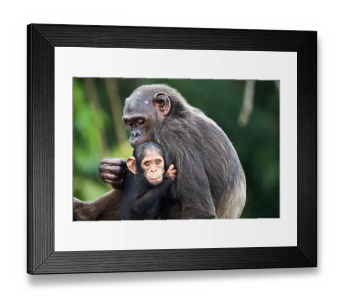Framed Print : Infant Chimpanzee (Pan troglodytes troglodytes), aged 7 months, clinging onto its mother, Conkouati-Douli National Park, Republic of Congo, Africa Framed Print : Infant Chimpanzee (Pan troglodytes troglodytes), aged 7 months, clinging onto its mother, Conkouati-Douli National Park, Republic of Congo, Africa