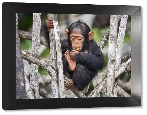 Infant Chimpanzee (Pan troglodytes troglodytes) sitting in mangrove tree eating fruit, Conkouati-Douli National Park, Republic of Congo, Africa