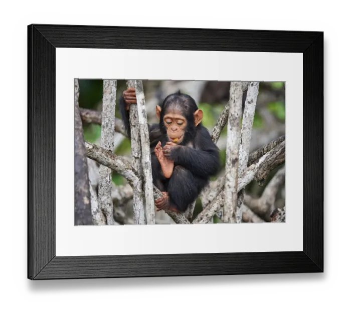 Framed Print : Infant Chimpanzee (Pan troglodytes troglodytes) sitting in mangrove tree eating fruit, Conkouati-Douli National Park, Republic of Congo, Africa Framed Print : Infant Chimpanzee (Pan troglodytes troglodytes) sitting in mangrove tree eating fruit, Conkouati-Douli National Park, Republic of Congo, Africa