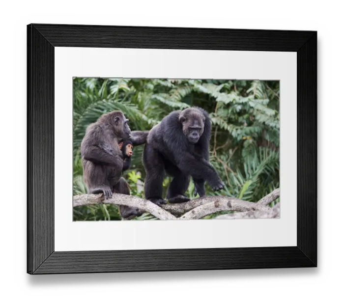 Framed Print : Dominant male Chimpanzee (Pan troglodytes troglodytes) walking in the mangrove, with female carrying her infant, Conkouati-Douli National Park, Republic of Congo, Africa