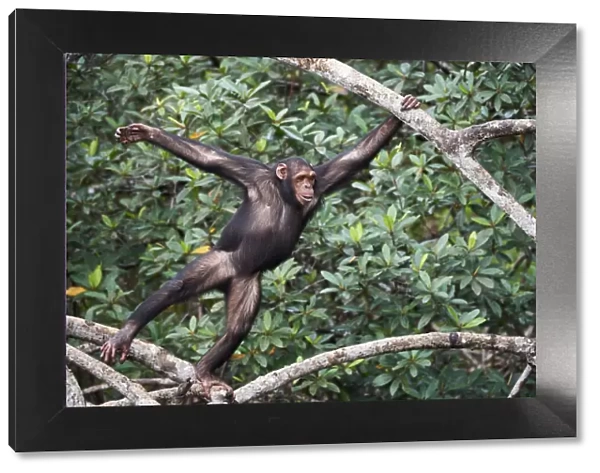 Female Chimpanzee (Pan troglodytes troglodytes) swinging along tree branches, Conkouati-Douli National Park, Republic of Congo, Africa