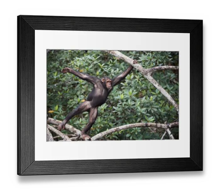 Framed Print : Female Chimpanzee (Pan troglodytes troglodytes) swinging along tree branches, Conkouati-Douli National Park, Republic of Congo, Africa Framed Print : Female Chimpanzee (Pan troglodytes troglodytes) swinging along tree branches, Conkouati-Douli National Park, Republic of Congo, Africa