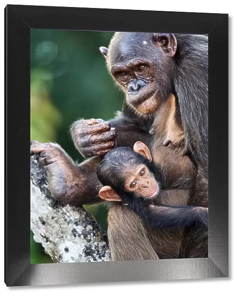 Female Chimpanzee (Pan troglodytes troglodytes) nursing her infant, aged 7 months, Conkouati-Douli National Park, Republic of Congo, Africa