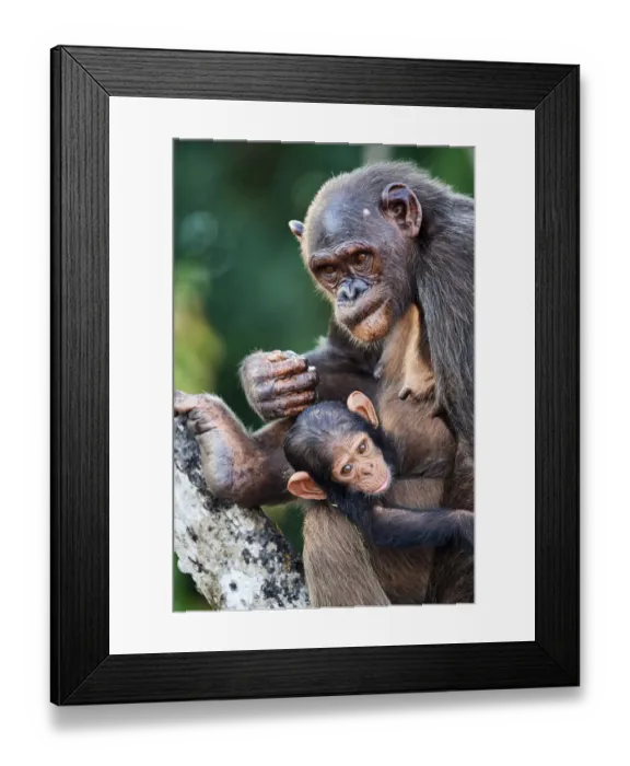 Framed Print : Female Chimpanzee (Pan troglodytes troglodytes) nursing her infant, aged 7 months, Conkouati-Douli National Park, Republic of Congo, Africa Framed Print : Female Chimpanzee (Pan troglodytes troglodytes) nursing her infant, aged 7 months, Conkouati-Douli National Park, Republic of Congo, Africa