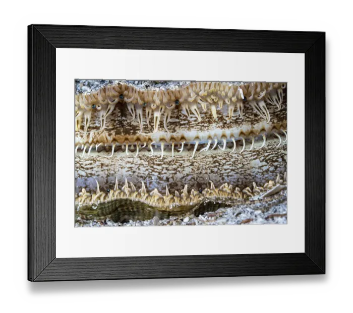 Framed Print : Detail of a Great scallop / King scallop (Pecten maximus) shell, Trondheimfjord, Norway, North Atlantic Ocean Framed Print : Detail of a Great scallop / King scallop (Pecten maximus) shell, Trondheimfjord, Norway, North Atlantic Ocean