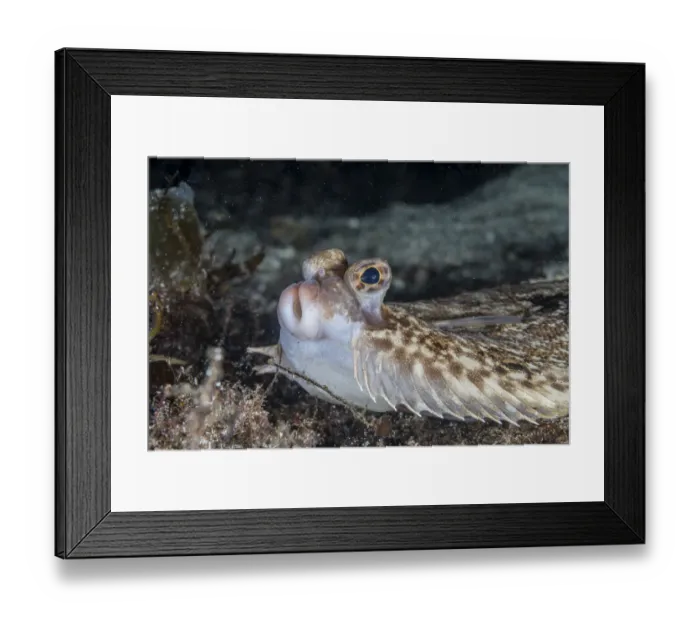 Framed Print : Common dab (Limanda limanda) portrait, Trondheimfjord, Norway, North Atlantic Ocean Framed Print : Common dab (Limanda limanda) portrait, Trondheimfjord, Norway, North Atlantic Ocean