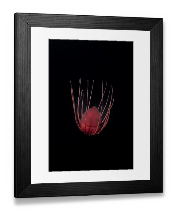 Framed Print : Helmet jellyfish (Periphylla periphylla) drifting in the deep sea, Trondheimsfjord, Norway, Atlantic Ocean Framed Print : Helmet jellyfish (Periphylla periphylla) drifting in the deep sea, Trondheimsfjord, Norway, Atlantic Ocean