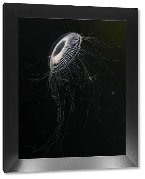 Crystal jellyfish (Aequorea victoria) in deep water, Trondheimsfjord, Norway, Atlantic Ocean