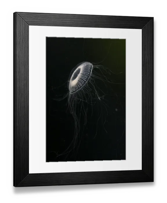 Framed Print : Crystal jellyfish (Aequorea victoria) in deep water, Trondheimsfjord, Norway, Atlantic Ocean Framed Print : Crystal jellyfish (Aequorea victoria) in deep water, Trondheimsfjord, Norway, Atlantic Ocean