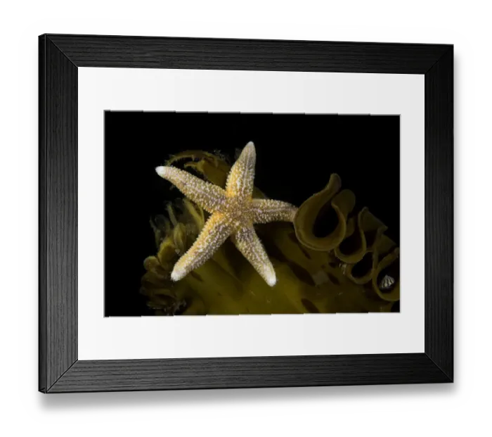Framed Print : Sea star (Asterias rubens) on kelp, Vevang, Norway, Atlantic Ocean Framed Print : Sea star (Asterias rubens) on kelp, Vevang, Norway, Atlantic Ocean