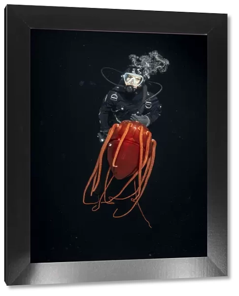 Scuba diver with Helmet jellyfish (Periphylla periphylla), a luminescent, red, jellyfish of the deep sea, Trondheimsfjord, Norway, Atlantic Ocean