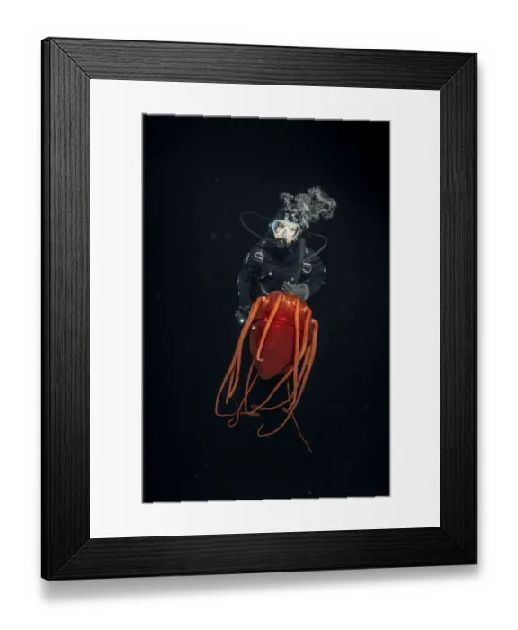 Framed Print : Scuba diver with Helmet jellyfish (Periphylla periphylla), a luminescent, red, jellyfish of the deep sea, Trondheimsfjord, Norway, Atlantic Ocean Framed Print : Scuba diver with Helmet jellyfish (Periphylla periphylla), a luminescent, red, jellyfish of the deep sea, Trondheimsfjord, Norway, Atlantic Ocean