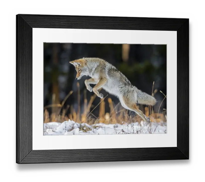 Framed Print : Coyote (Canis latrans) hunting after a fresh snowfall, Yellowstone National Park, Wyoming, USA. October Framed Print : Coyote (Canis latrans) hunting after a fresh snowfall, Yellowstone National Park, Wyoming, USA. October