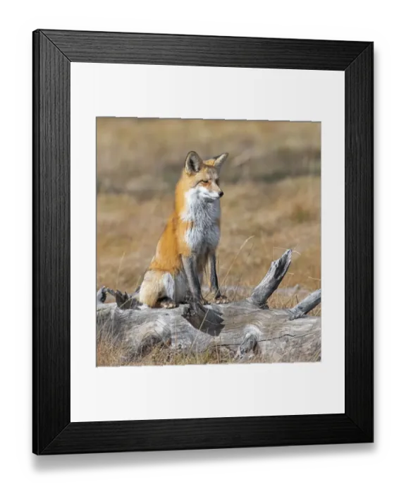 Framed Print : Red fox (Vulpes vulpes) in its winter coat, Yellowstone National Park, Wyoming, USA. October Framed Print : Red fox (Vulpes vulpes) in its winter coat, Yellowstone National Park, Wyoming, USA. October