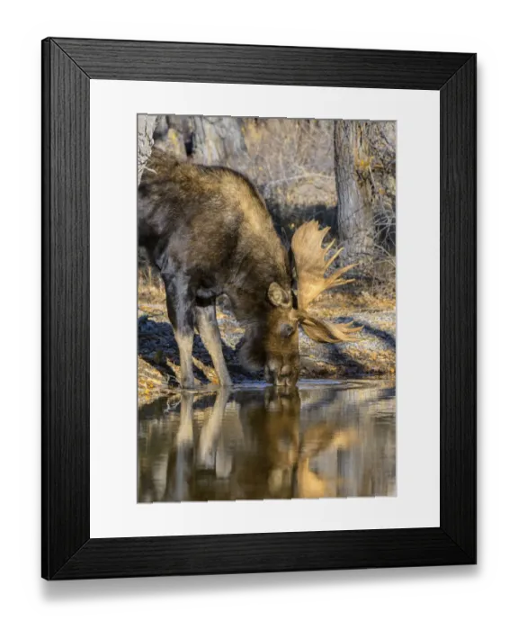 Framed Print : Bull Moose (Alces alces) drinking from mountain stream, Grand Teton National Park, Wyoming, USA. October Framed Print : Bull Moose (Alces alces) drinking from mountain stream, Grand Teton National Park, Wyoming, USA. October