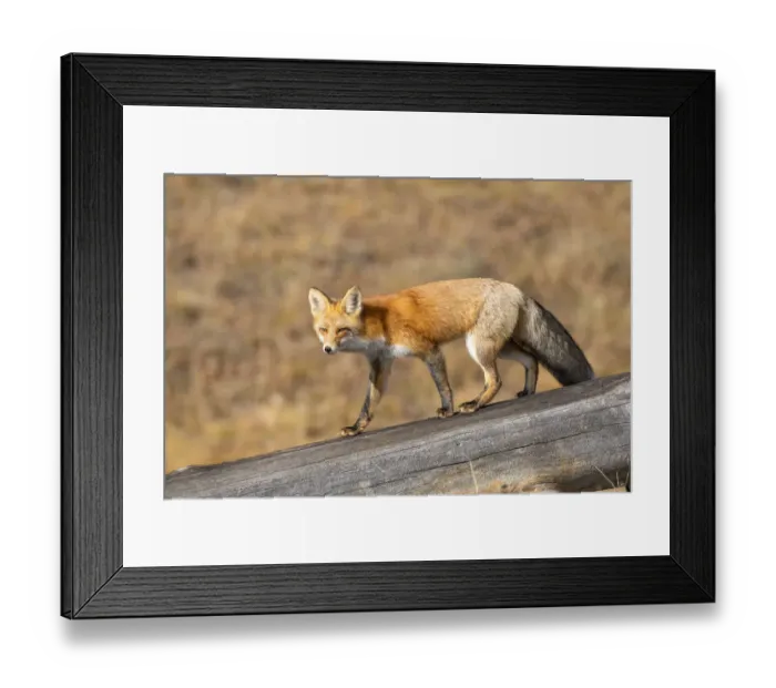 Framed Print : Red fox (Vulpes vulpes) in winter coat, Yellowstone National Park, Wyoming, USA. October Framed Print : Red fox (Vulpes vulpes) in winter coat, Yellowstone National Park, Wyoming, USA. October