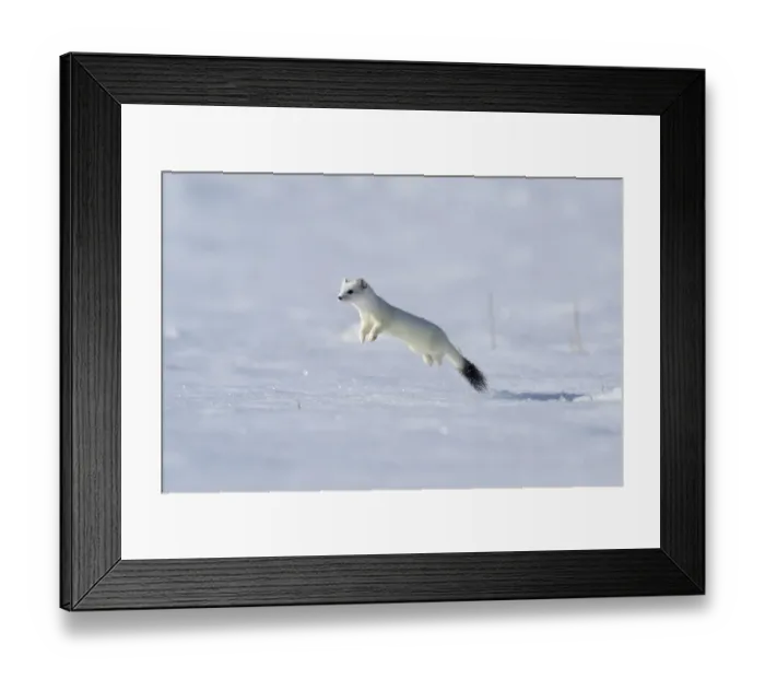 Framed Print : Weasel (Mustela erminea) in winter coat, running through deep snow, Upper Bavaria, Germany, Europe. February Framed Print : Weasel (Mustela erminea) in winter coat, running through deep snow, Upper Bavaria, Germany, Europe. February