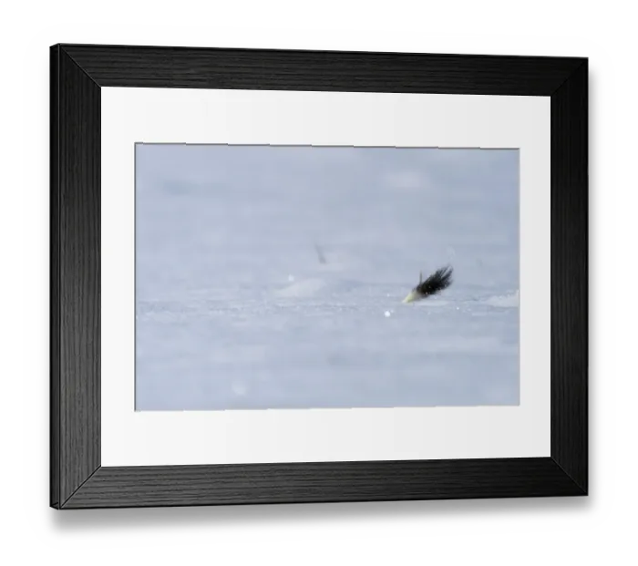 Framed Print : Weasel (Mustela erminea) running through deep snow with only its tail visible, Upper Bavaria, Germany, Europe. February Framed Print : Weasel (Mustela erminea) running through deep snow with only its tail visible, Upper Bavaria, Germany, Europe. February
