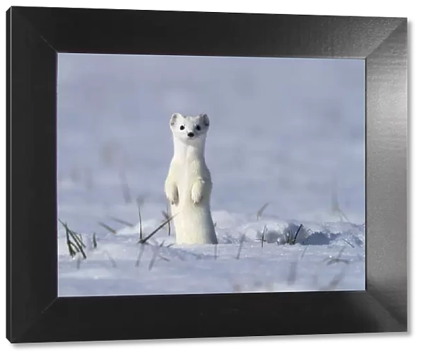 Weasel (Mustela erminea) in winter coat, standing upright in the snow, Upper Bavaria, Germany, Europe. February