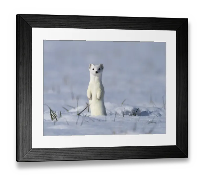 Framed Print : Weasel (Mustela erminea) in winter coat, standing upright in the snow, Upper Bavaria, Germany, Europe. February Framed Print : Weasel (Mustela erminea) in winter coat, standing upright in the snow, Upper Bavaria, Germany, Europe. February