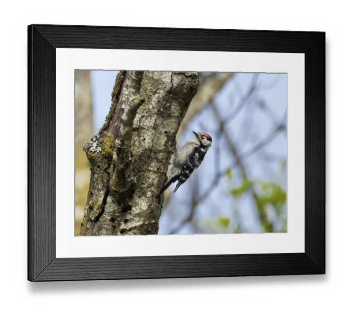 Framed Print : Male Lesser spotted woodpecker (Dryobates minor) perching on tree trunk, Germany, Europe. May Framed Print : Male Lesser spotted woodpecker (Dryobates minor) perching on tree trunk, Germany, Europe. May