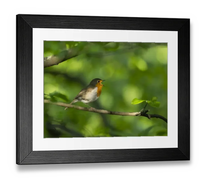 Framed Print : Robin (Erithacus rubecula) perching on a branch, singing, Bavaria, Germany. May Framed Print : Robin (Erithacus rubecula) perching on a branch, singing, Bavaria, Germany. May