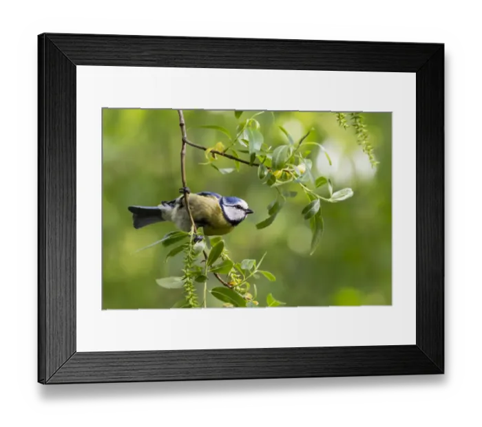 Framed Print : Blue tit (Cyanistes caeruleus) perching on a branch, Bavaria, Germany, Europe. May Framed Print : Blue tit (Cyanistes caeruleus) perching on a branch, Bavaria, Germany, Europe. May