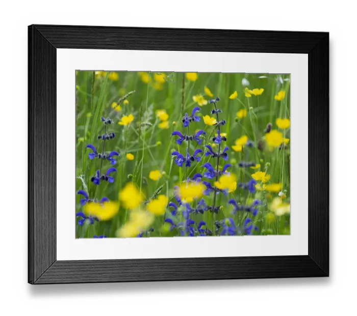 Framed Print : Sage (Salvia pratensis) and Buttercup, (Ranunculus acris) in wildflower meadow, Mount Baldo, Italy, Europe. June Framed Print : Sage (Salvia pratensis) and Buttercup, (Ranunculus acris) in wildflower meadow, Mount Baldo, Italy, Europe. June