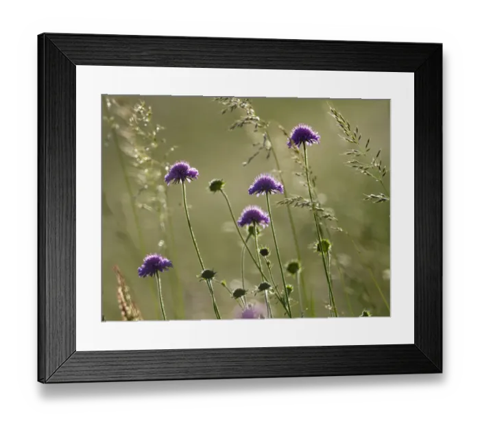 Framed Print : Field scabious (Knautia arvensis) flowering in meadow, Mount Baldo, Italy, Europe. June