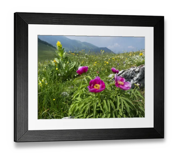 Framed Print : Paeony (Paeonia officinalis) flowering, Mount Baldo Natural Park, Mount Baldo, Italy, Europe. June Framed Print : Paeony (Paeonia officinalis) flowering, Mount Baldo Natural Park, Mount Baldo, Italy, Europe. June