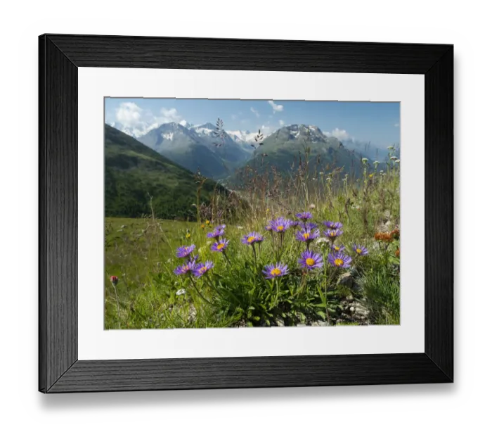 Framed Print : Alpine aster (Aster alpinus) flowering in alpine meadow, Alps, Engadine, Switzerland. July Framed Print : Alpine aster (Aster alpinus) flowering in alpine meadow, Alps, Engadine, Switzerland. July