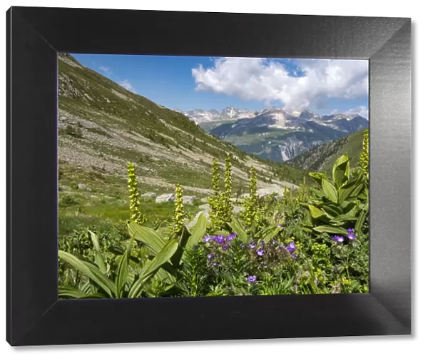 White false hellebore (Veratrum album) growing on a mountainside, Alps, Engadine, Switzerland. July