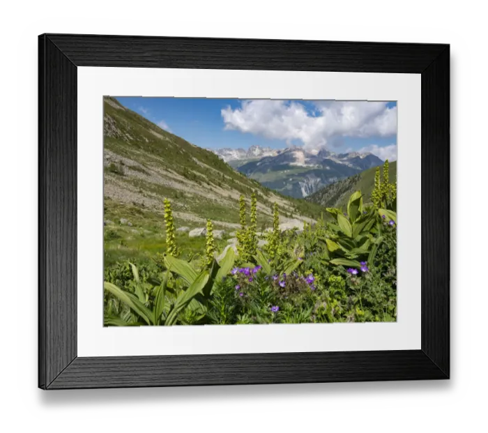 Framed Print : White false hellebore (Veratrum album) growing on a mountainside, Alps, Engadine, Switzerland. July Framed Print : White false hellebore (Veratrum album) growing on a mountainside, Alps, Engadine, Switzerland. July