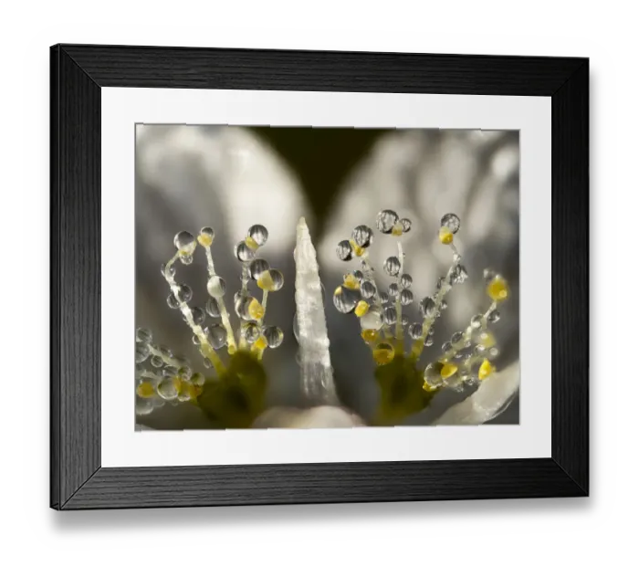 Framed Print : Grass of Parnassus (Parnassia palustris) flower detail with dewdrops, Bavaria, Germany, Europe. September Framed Print : Grass of Parnassus (Parnassia palustris) flower detail with dewdrops, Bavaria, Germany, Europe. September