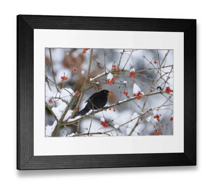 Framed Print : Male Blackbird (Turdus merula) feeding on berries in winter, Bavaria, Germany, Europe. January Framed Print : Male Blackbird (Turdus merula) feeding on berries in winter, Bavaria, Germany, Europe. January