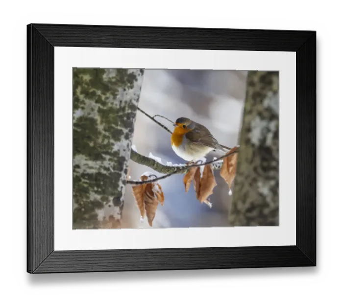 Framed Print : Robin (Erithacus rubecula) perching on an icy branch, Bavaria, Germany, Europe. January Framed Print : Robin (Erithacus rubecula) perching on an icy branch, Bavaria, Germany, Europe. January