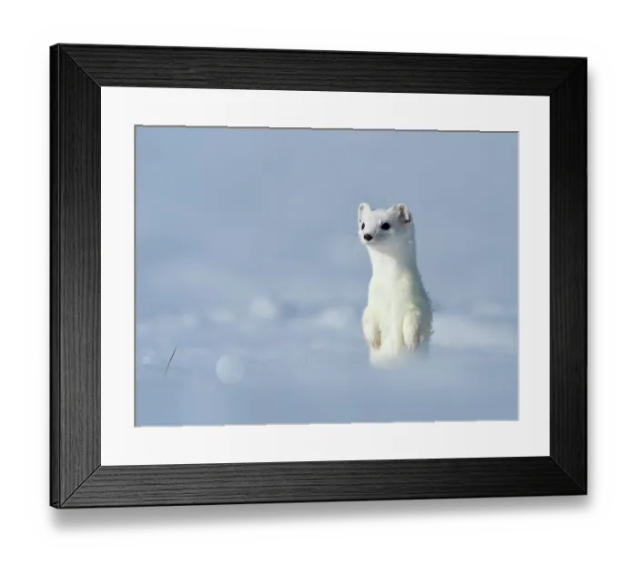 Framed Print : Weasel (Mustela erminea) in white winter coat standing upright in snow, Upper Bavaria, Germany, Europe. February Framed Print : Weasel (Mustela erminea) in white winter coat standing upright in snow, Upper Bavaria, Germany, Europe. February