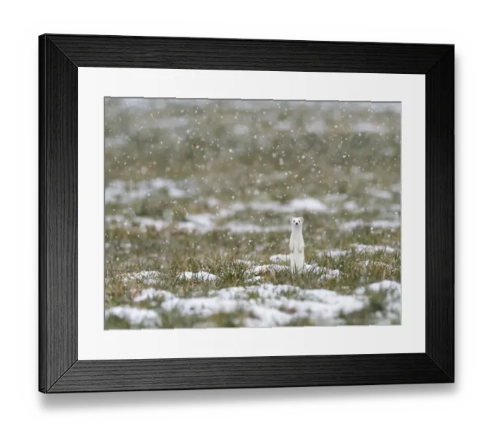 Framed Print : Weasel (Mustela erminea) in white winter coat standing upright in falling snow, Upper Bavaria, Germany, Europe. February Framed Print : Weasel (Mustela erminea) in white winter coat standing upright in falling snow, Upper Bavaria, Germany, Europe. February