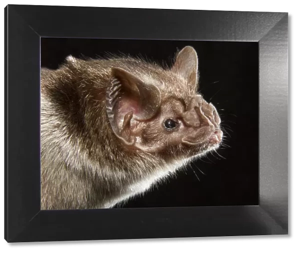 Common vampire bat (Desmodus rotundus), portrait, Pantanal, Mato Grosso Brazil