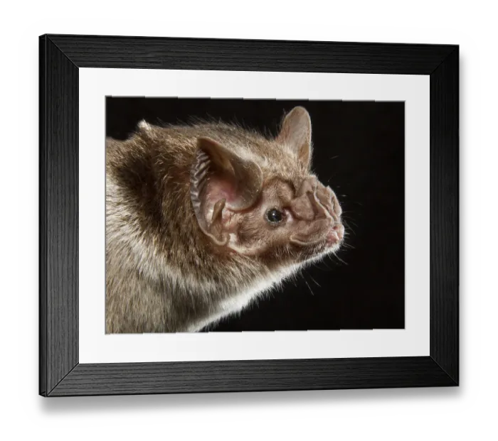 Framed Print : Common vampire bat (Desmodus rotundus), portrait, Pantanal, Mato Grosso Brazil Framed Print : Common vampire bat (Desmodus rotundus), portrait, Pantanal, Mato Grosso Brazil
