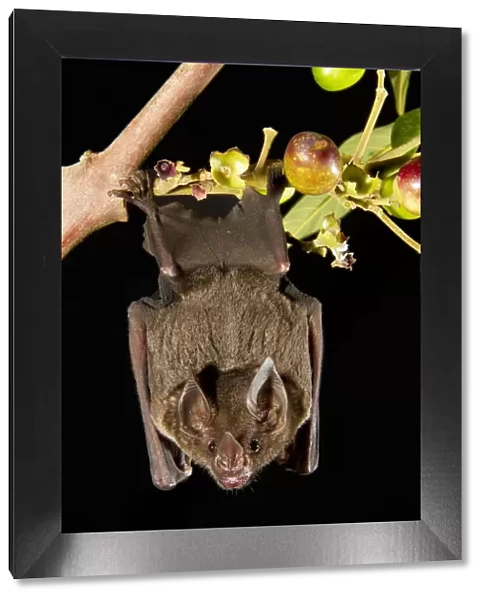 Spear-nosed bat (Phyllostomus elongatus) hanging from a tree branch, Manaus, Brazil