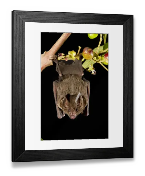 Framed Print : Spear-nosed bat (Phyllostomus elongatus) hanging from a tree branch, Manaus, Brazil Framed Print : Spear-nosed bat (Phyllostomus elongatus) hanging from a tree branch, Manaus, Brazil