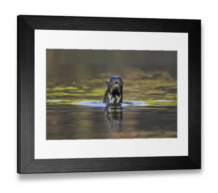 Framed Print : Giant river otter (Pteronura brasiliensis) surfacing from river, Pocone, Brazil Framed Print : Giant river otter (Pteronura brasiliensis) surfacing from river, Pocone, Brazil