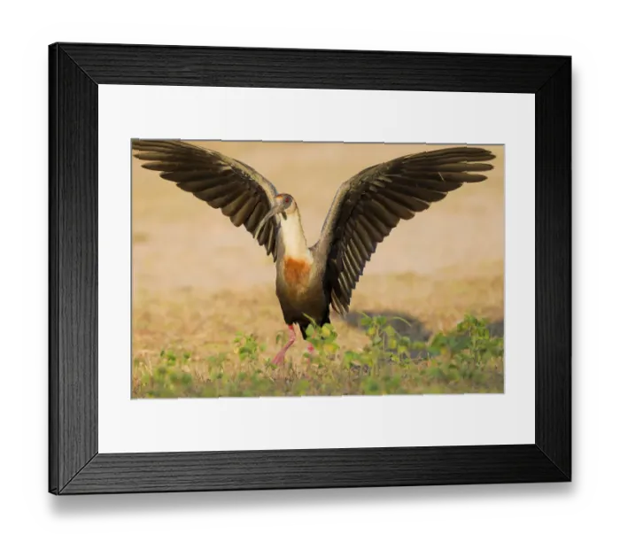 Framed Print : Buff-necked ibis (Theristicus caudatus) with wings outstretched, Pocone, Brazil Framed Print : Buff-necked ibis (Theristicus caudatus) with wings outstretched, Pocone, Brazil