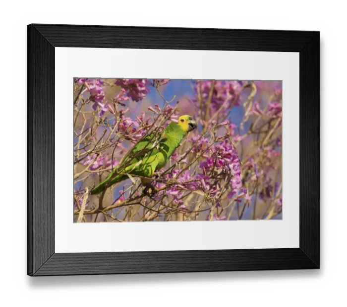 Framed Print : Blue-fronted parrot (Amazona aestiva) feeding on Tabebuia (Tabebuia sp. ) flowers, Pocone, Brazil Framed Print : Blue-fronted parrot (Amazona aestiva) feeding on Tabebuia (Tabebuia sp. ) flowers, Pocone, Brazil