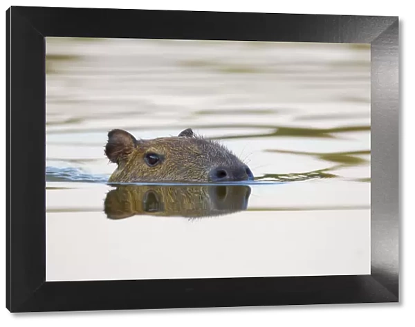 Capybara (Hydrochoerus hydrochaeris) swimming, Little Paraguay River, Pocone, Brazil