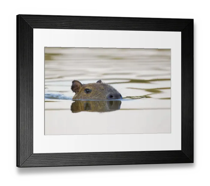 Framed Print : Capybara (Hydrochoerus hydrochaeris) swimming, Little Paraguay River, Pocone, Brazil Framed Print : Capybara (Hydrochoerus hydrochaeris) swimming, Little Paraguay River, Pocone, Brazil