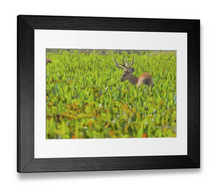 Framed Print : Marsh deer (Blastocerus dichotomus) walking through vegetation, Pocone, Brazil Framed Print : Marsh deer (Blastocerus dichotomus) walking through vegetation, Pocone, Brazil
