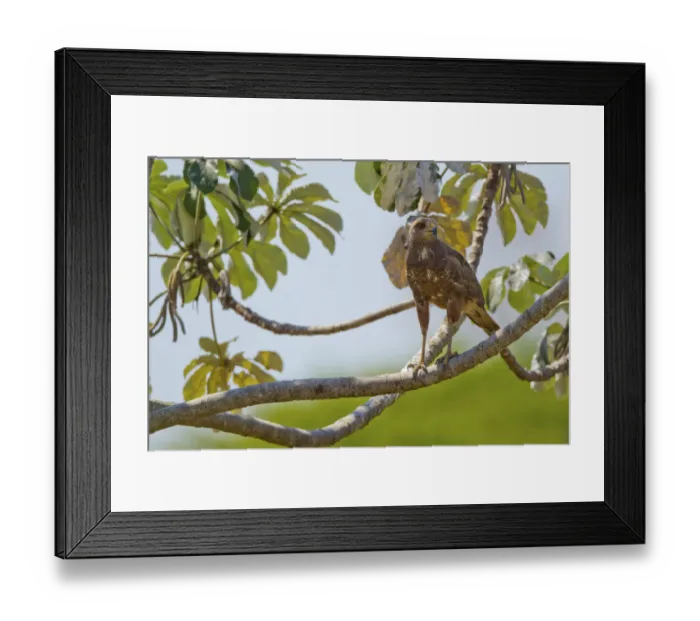 Framed Print : Savanna hawk (Heterospizias meridionalis) perching on branch, Pocone, Brazil Framed Print : Savanna hawk (Heterospizias meridionalis) perching on branch, Pocone, Brazil