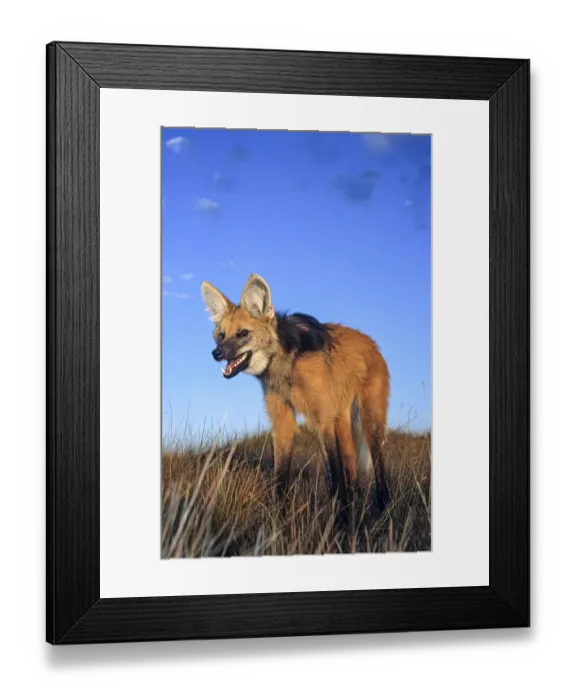 Framed Print : Maned wolf (Chrysocyon brachyurus) setting out to hunt in grassland at dusk. Serra da Canastra National Park, Brazil Framed Print : Maned wolf (Chrysocyon brachyurus) setting out to hunt in grassland at dusk. Serra da Canastra National Park, Brazil